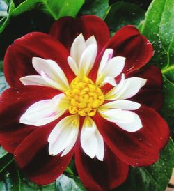 Close-up of red flower