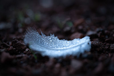 Macro shot of frozen leaf on land