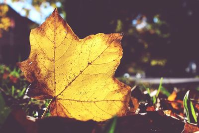 Close-up of maple leaves