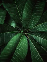 Close-up of green plant