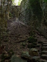 Trees growing in forest
