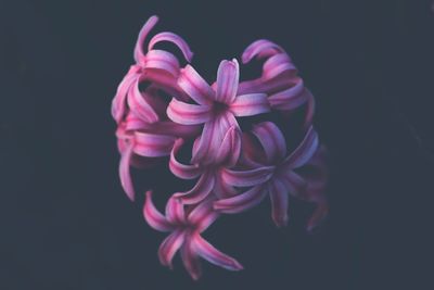 Close-up of pink rose against black background