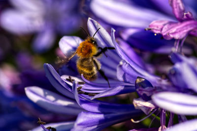 Close-up of bee pollinating on purple flower