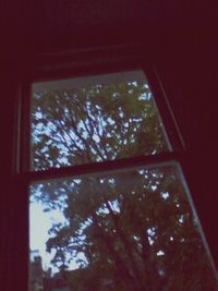 Trees seen through window