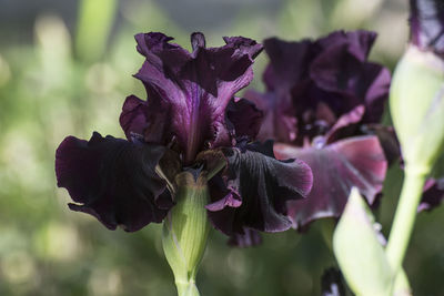 Close-up of purple flowering plant