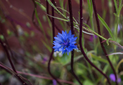 Close-up of purple flowers