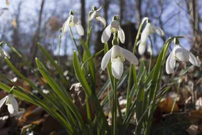 Close-up of white flowering plants on field