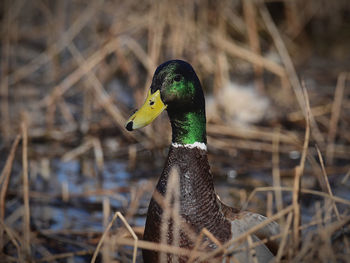 Close-up of a bird against blurred background