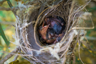 Close-up of a bird in nest