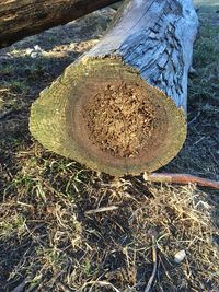 Close-up of tree trunk on field