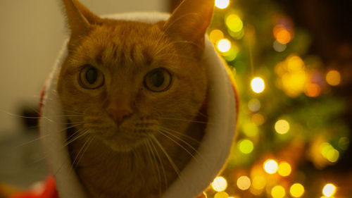 Close-up of cat looking away against illuminated christmas tree