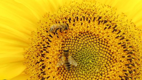 Close-up of bee pollinating on sunflower
