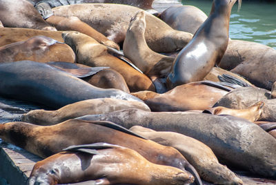 Sea lions in pier 39