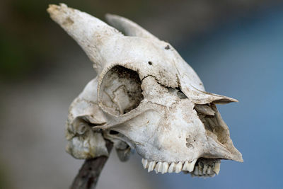 Close-up of animal skull