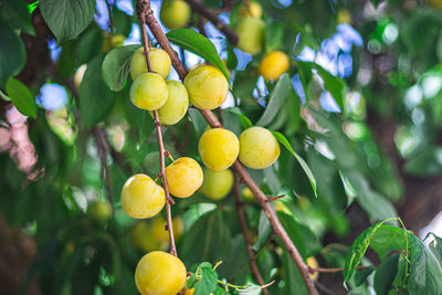 Close-up of fruits growing on tree