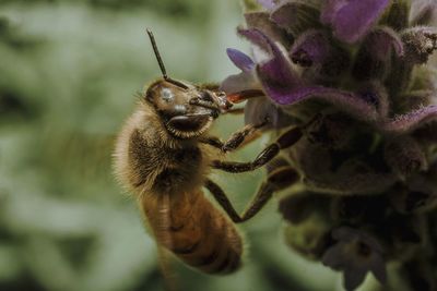 Close-up of bee pollinating on flower