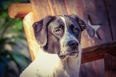 Close-up of dog looking away