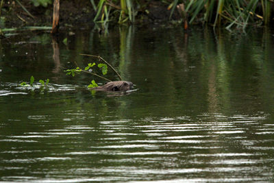 Ducks swimming in lake