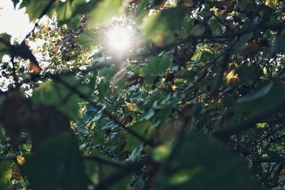 Sunlight streaming through tree