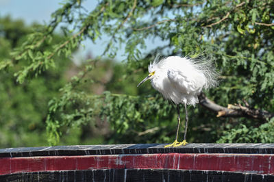 Close-up of seagull perching on a tree