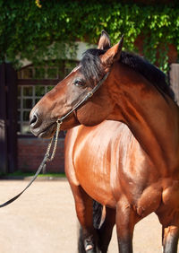 Horse in ranch