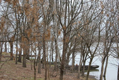 Bare trees against sky