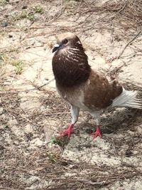 Close-up of bird perching on field