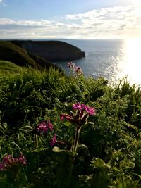 Pink flowering plants by sea against sky