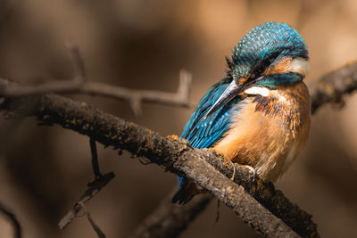 Close-up of bird perching on branch