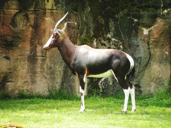 Antelope on grassy field