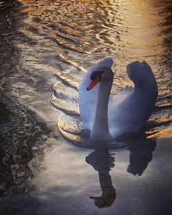 High angle view of swan swimming in lake