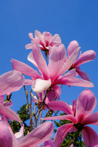 Close-up of pink flowering plant against blue sky