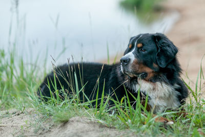 Happy bernese mountain dogs in beautiful green grass and beige sand .