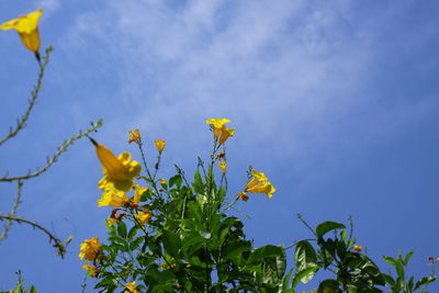 Low angle view of yellow flowering plant against blue sky