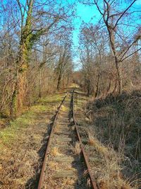 Railroad track amidst trees