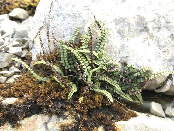 Close-up of moss on rock
