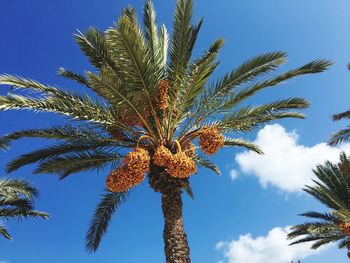 Low angle view of palm tree against clear blue sky