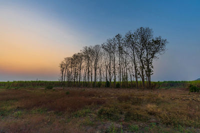 Trees on field against sky during sunset