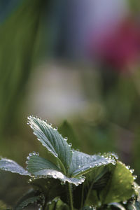 Close-up of water drops on plant