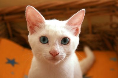 Close-up portrait of cat