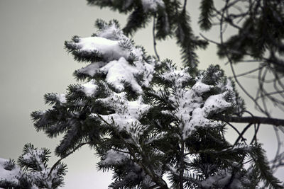 Low angle view of trees