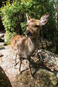 Squirrel standing on rock