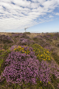 Scenic view of flowering plants on field against sky