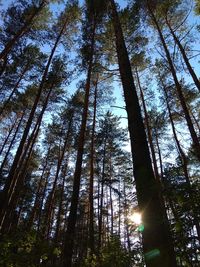 Low angle view of trees in forest