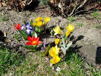 High angle view of yellow crocus flowers on field