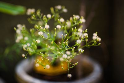 Close-up of berries on plant