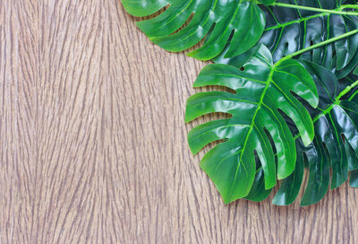 High angle view of fresh green leaves on table