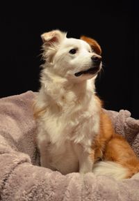 Border collie on pet bed against black background