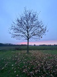 Bare tree on field against sky