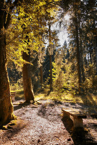 Trees in forest during autumn